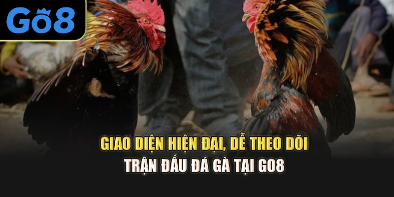 Giao diện hiện đại, dễ theo dõi trận đấu đá gà tại Go8 